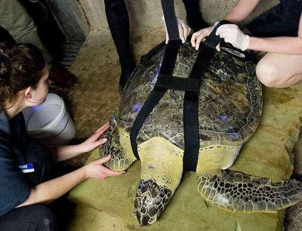 海龟遭船只撞破龟壳, 生活11年海洋公园, 人类帮助重回大海
