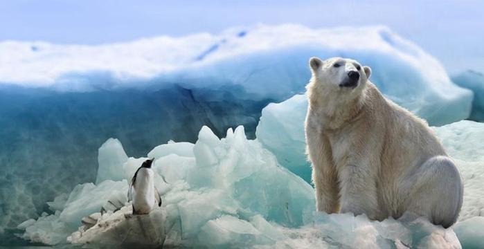 人类逼疯了北极熊，它们被迫改变食物，母熊为生存吃掉幼崽