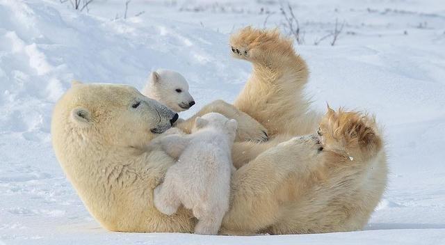 加拿大北极熊幼崽结束冬眠出洞玩，仿佛会武功