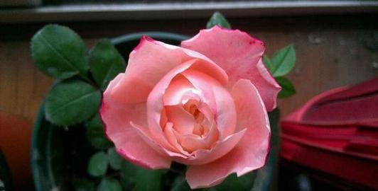 此花颜值不输玫瑰，多次获园艺奖，花期超长，清香四溢