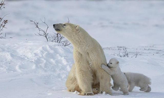 加拿大北极熊幼崽结束冬眠出洞玩，仿佛会武功