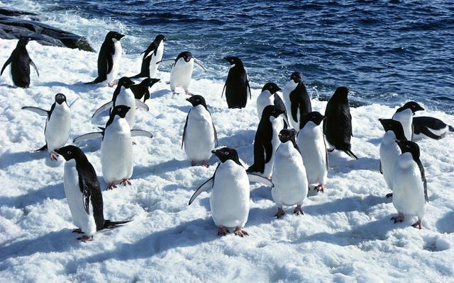 为什么除了南极以外，其余地方没有企鹅存在呢？科学家给出答案