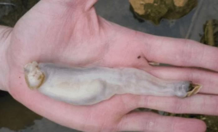 “食石虫”被科学家抓到，排泄物是沙子，专门吃石头！
