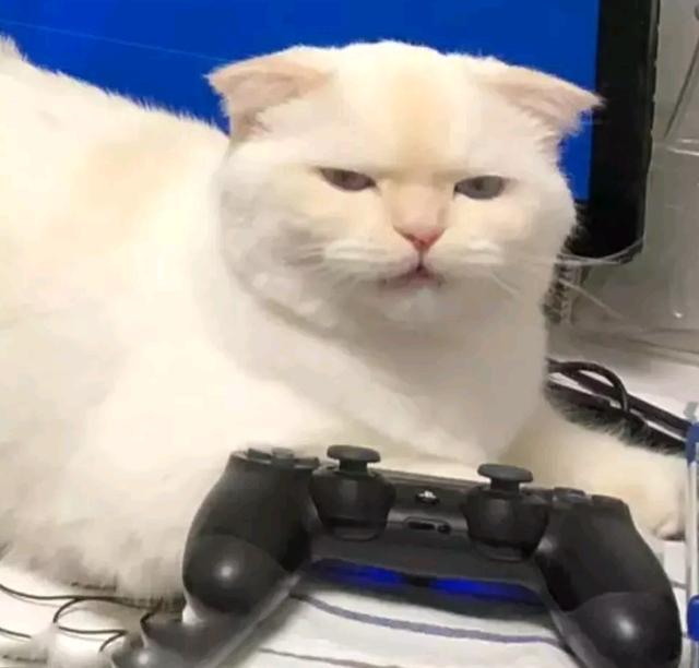 男子沉迷网络游戏，看了一眼旁边的猫咪后，吓得立马关电脑