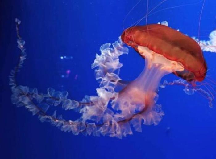 尾巴长26万光年！巨型水母在太空遨游，科学家也被它整懵了
