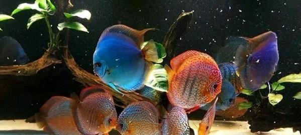 七彩神仙鱼的饲料搭配和增色，带你了解它所需的营养成分