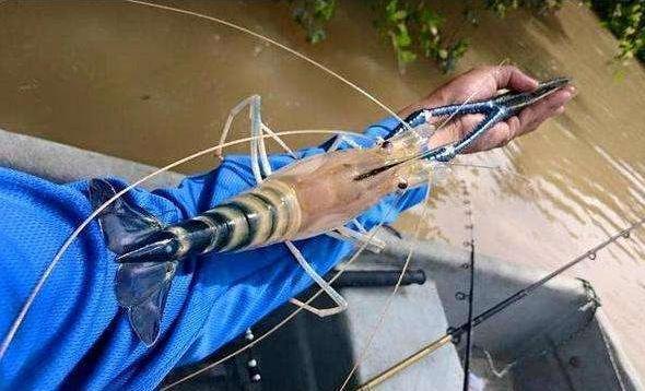 越南很无奈：湄公河大虾个头有一米长，为何中国吃货不吃呢？