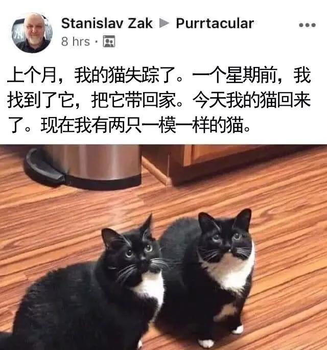 猫咪走丢一个月，一周前找回，后来原住猫自己回来了