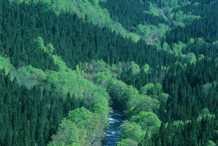 如果现在地球上的森林面积增加一倍，对地理环境会有怎样的影响？