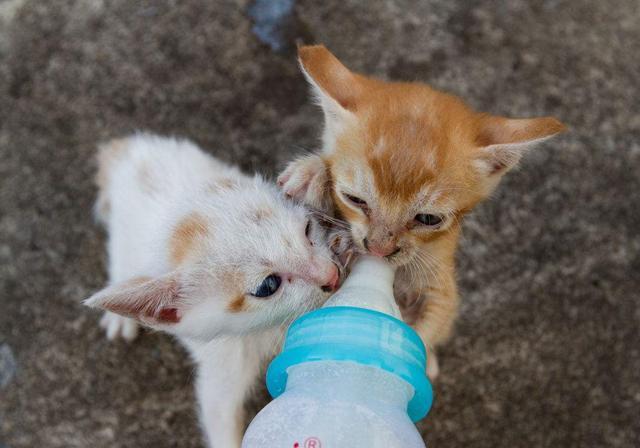 猫喝的宠物羊奶粉人可以喝吗? (猫喝的宠物羊奶怎么喝)