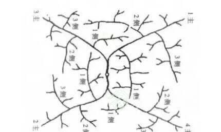 葡萄种植；树形和架式如何操作？怎么栽培施行