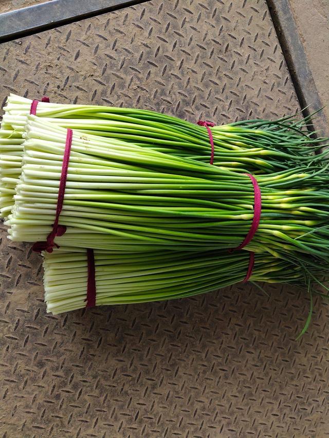 蒜苔还分红帽和白帽?应该怎么选?听听中蒜老农怎么说