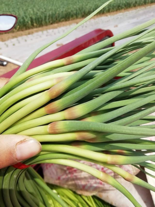 蒜苔还分红帽和白帽?应该怎么选?听听中蒜老农怎么说