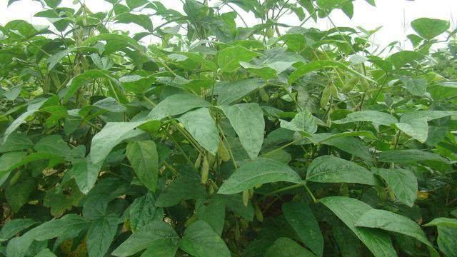 2020年大豆市场前景如何？10月份黑龙江大豆，大概多少钱一斤？