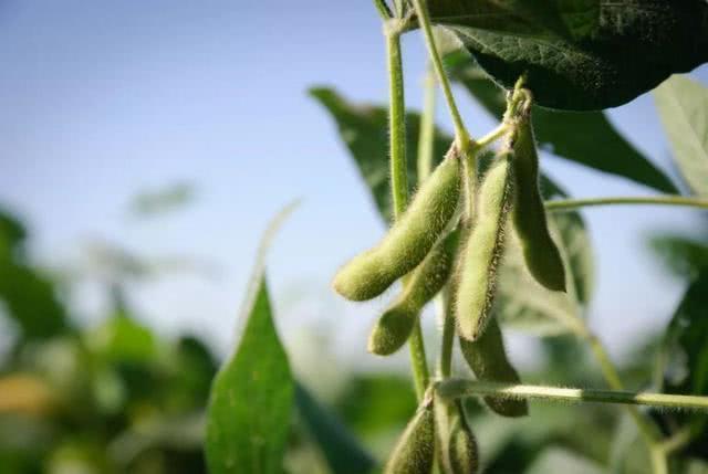 2020年大豆市场前景如何？10月份黑龙江大豆，大概多少钱一斤？
