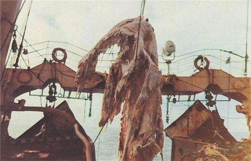 日本渔船捕获一海怪尸体，船长嫌晦气把它丢入海中，不料痛失国宝