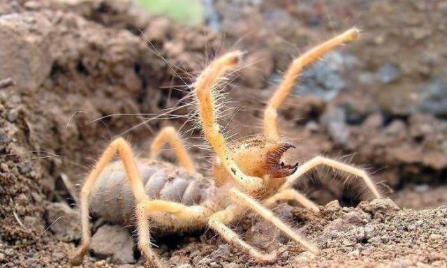 地球最大蜘蛛“巨骆驼蜘蛛”，在它们饿的时候，连骆驼都能猎杀