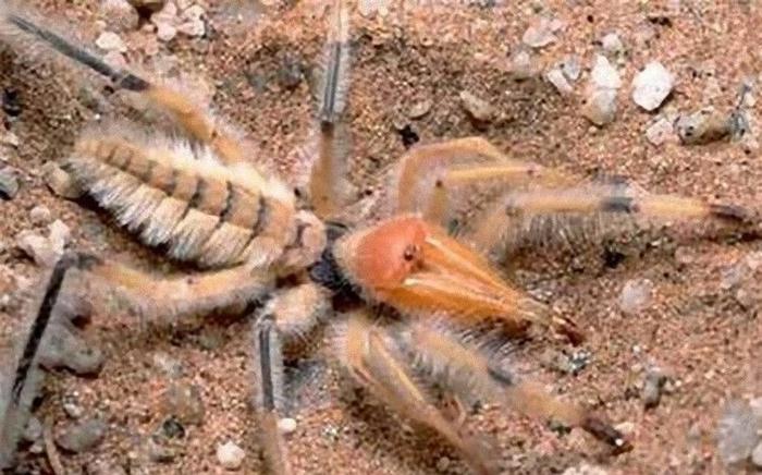 地球最大蜘蛛“巨骆驼蜘蛛”，在它们饿的时候，连骆驼都能猎杀
