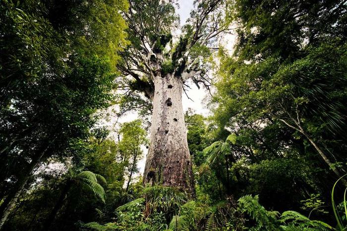盘点全球最不寻常的8种树，您知道它们的名字吗？