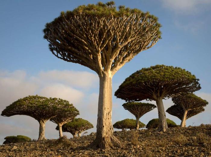 盘点全球最不寻常的8种树，您知道它们的名字吗？