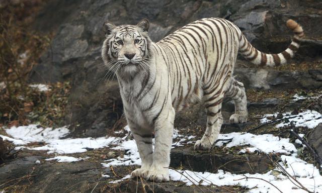 中国国宝大熊猫，俄罗斯国宝北极熊，和印度国宝比都差远了！