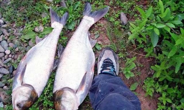 选好竿线钩，避免浮钓鲢鳙出现，回鱼慢、漂相小、正口少