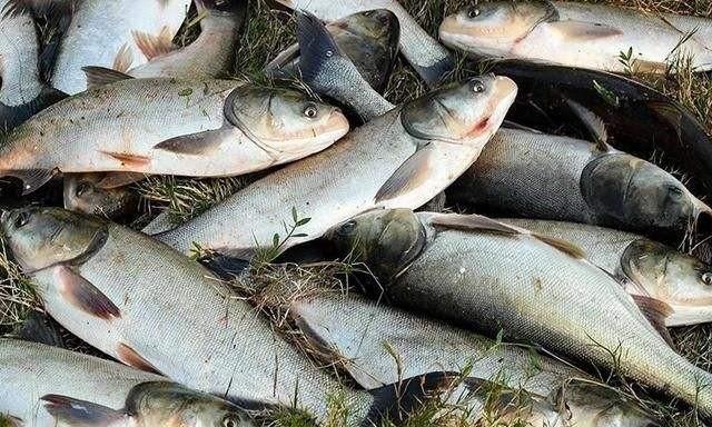 选好竿线钩，避免浮钓鲢鳙出现，回鱼慢、漂相小、正口少