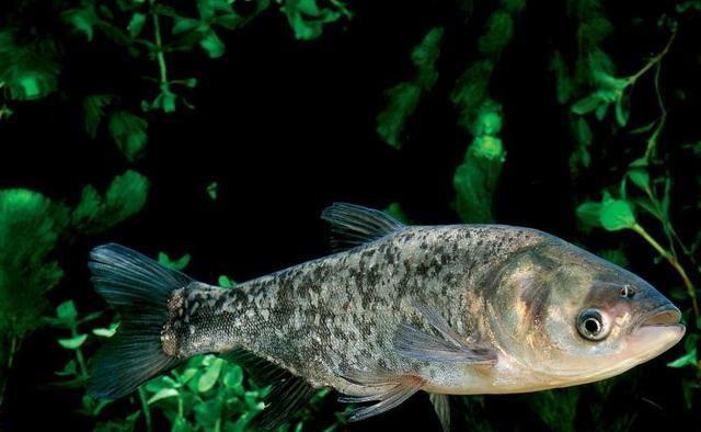 选好竿线钩，避免浮钓鲢鳙出现，回鱼慢、漂相小、正口少