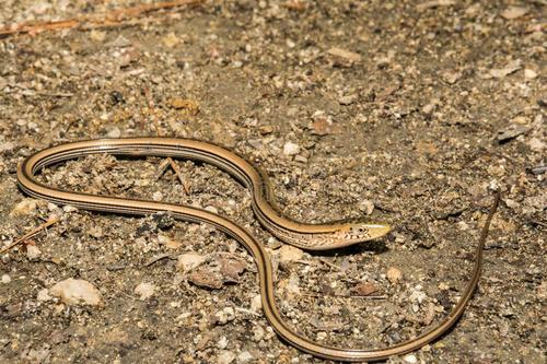 世界上“最脆弱”的蛇，体长达到1.2米，然而却一碰就“碎”！