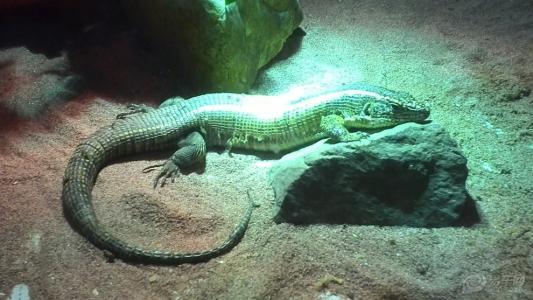 世界上“最脆弱”的蛇，体长达到1.2米，然而却一碰就“碎”！