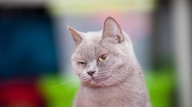 猫虽有夜视能力，但跟人一样，也怕黑！