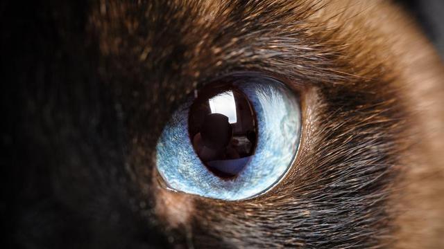 猫虽有夜视能力，但跟人一样，也怕黑！