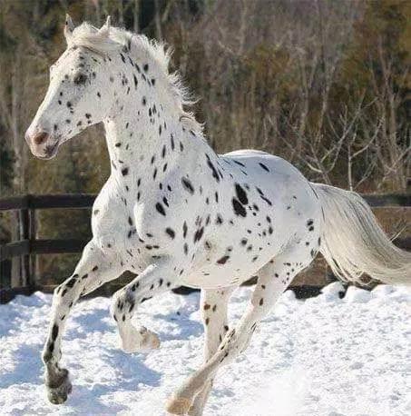 阿帕卢萨马——全世界最风骚的马，一身都是斑点