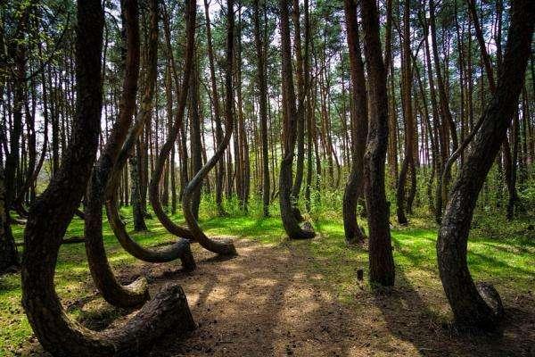 400棵松树呈现90度诡异弯曲，形成弯曲森林，成因至今是个谜