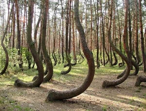 400棵松树呈现90度诡异弯曲，形成弯曲森林，成因至今是个谜
