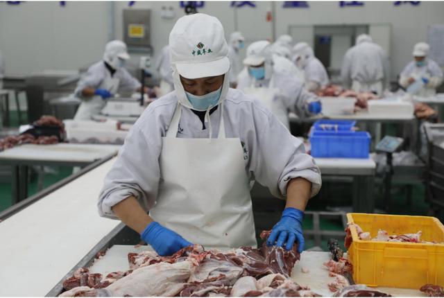甘肃环县：县长“吃播”带货 一小时线上销售羊肉近两万斤