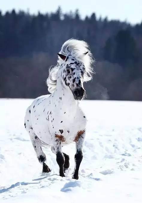 阿帕卢萨马——全世界最风骚的马，一身都是斑点