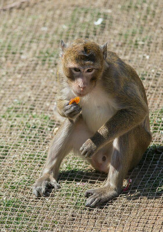 猕猴也存在无症状感染，可作为新冠病毒的动物模型