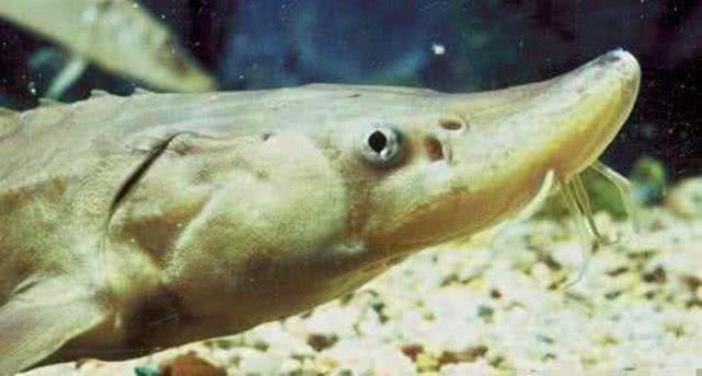 鱼用鱼鳃呼吸，那鱼的鼻孔有什么用处呢？
