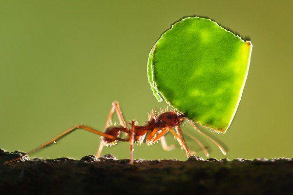 这种蚂蚁不干别的，专门收集树叶，而且拥有极为复杂的社会结构