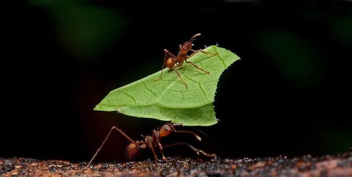 这种蚂蚁不干别的，专门收集树叶，而且拥有极为复杂的社会结构