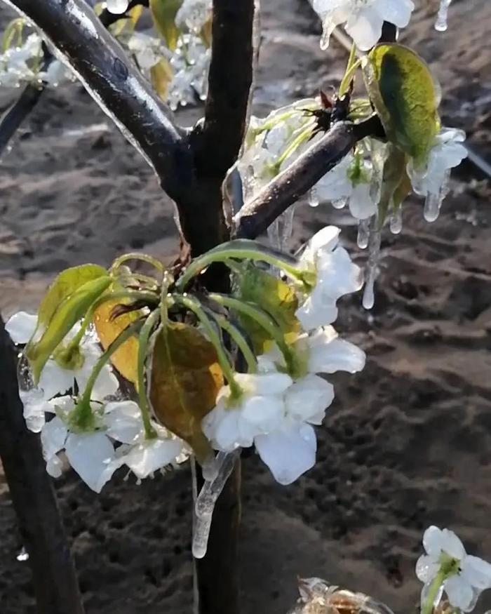 全国各地气象灾害频发，今年水果要涨价？