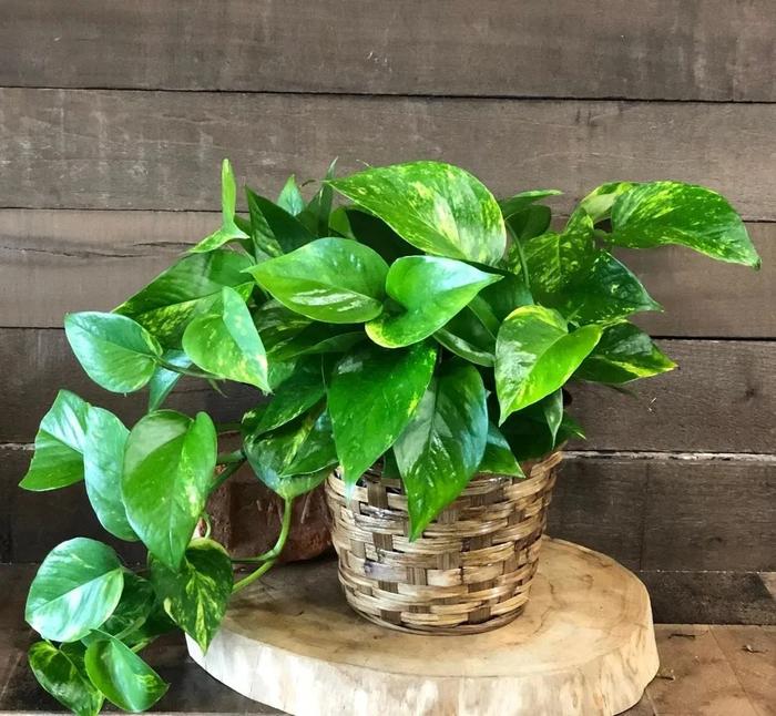 适合养浴室里的10种盆栽植物，有观花植物和观叶植物，选哪种？
