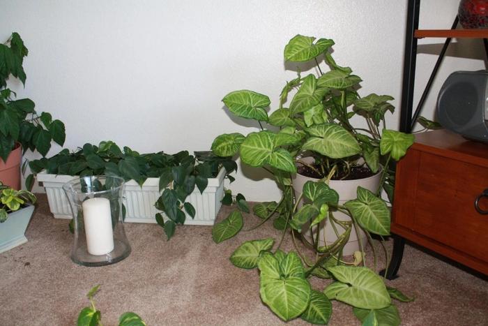 适合养浴室里的10种盆栽植物，有观花植物和观叶植物，选哪种？