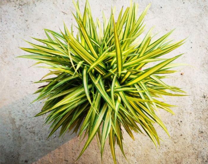 适合养浴室里的10种盆栽植物，有观花植物和观叶植物，选哪种？