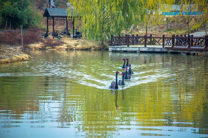 五一出游好去处，武汉有华中最大的鸟类公园，充满了鸟语花香