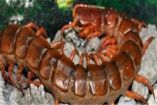 地球上10大巨型蜈蚣，亚马逊巨人蜈蚣居榜首，你看过几个？