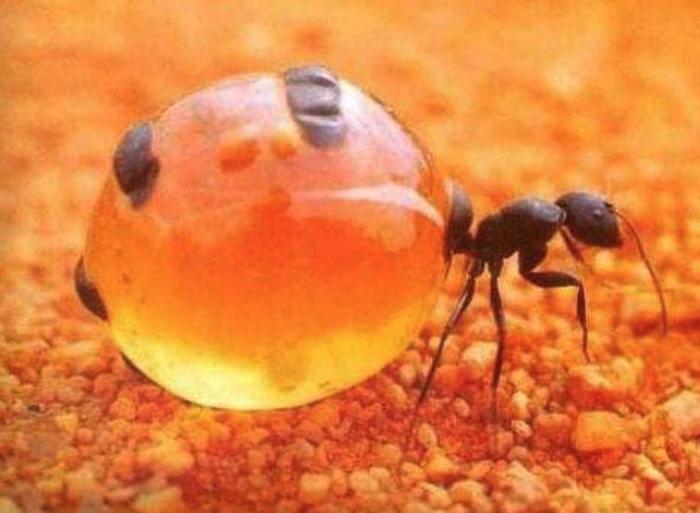 肚皮撑破也要继续吃，蚂蚁的自我牺牲精神，比人类社会更残酷