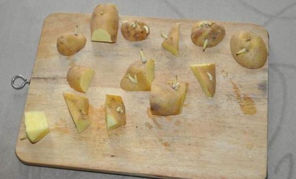 吃不完的土豆发芽了？水培4步操作到位，既能观赏又有趣