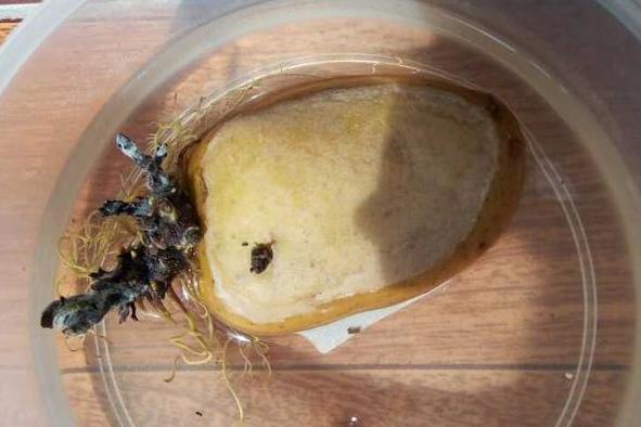 吃不完的土豆发芽了？水培4步操作到位，既能观赏又有趣